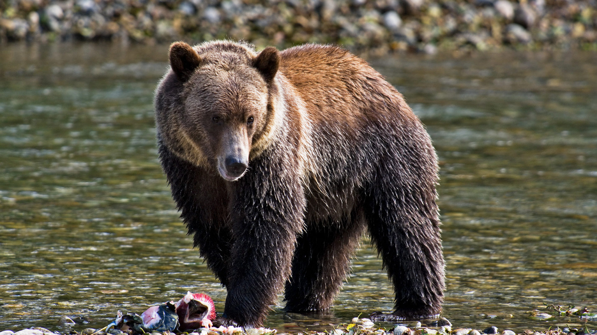 Аю реди. Гризли североамериканский бурый медведь. Северная Америка медведь Гризли. Калифорнийский бурый медведь. Бурый медведь (лат. Ursus arctos).