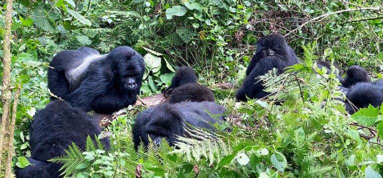 Ruanda entre volcanes, gorilas y chimpancés